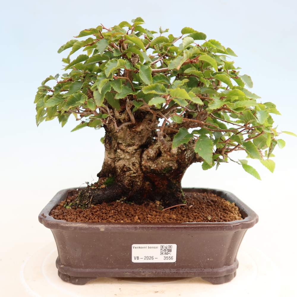 Kültéri bonsai -Carpinus CARPINOIDES - Koreai gyertyánfa