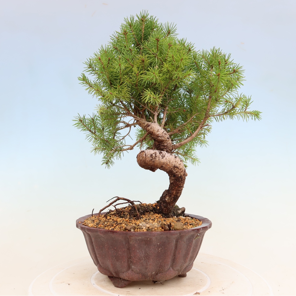 Kültéri bonsai - lucfenyő - Picea glauca globe