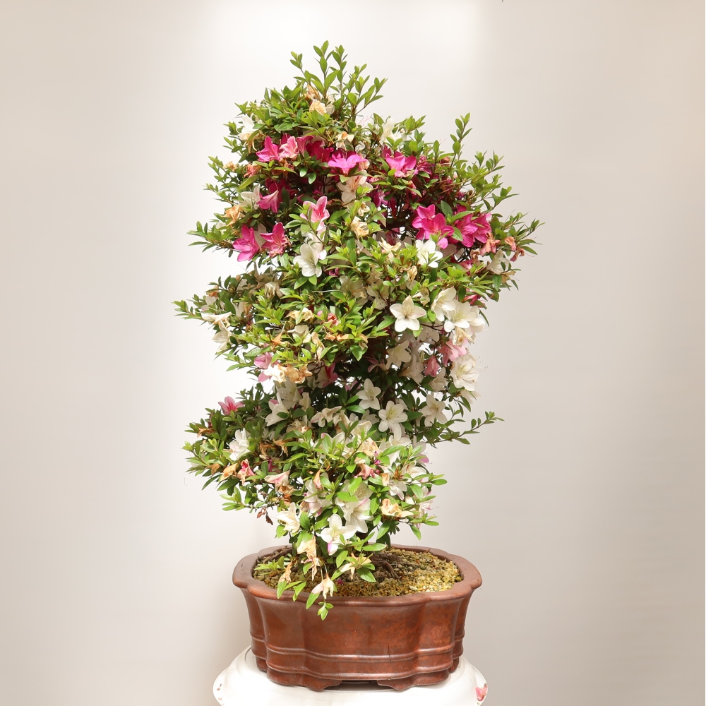 Kültéri bonsai - Japán azálea - Azalea Shunen