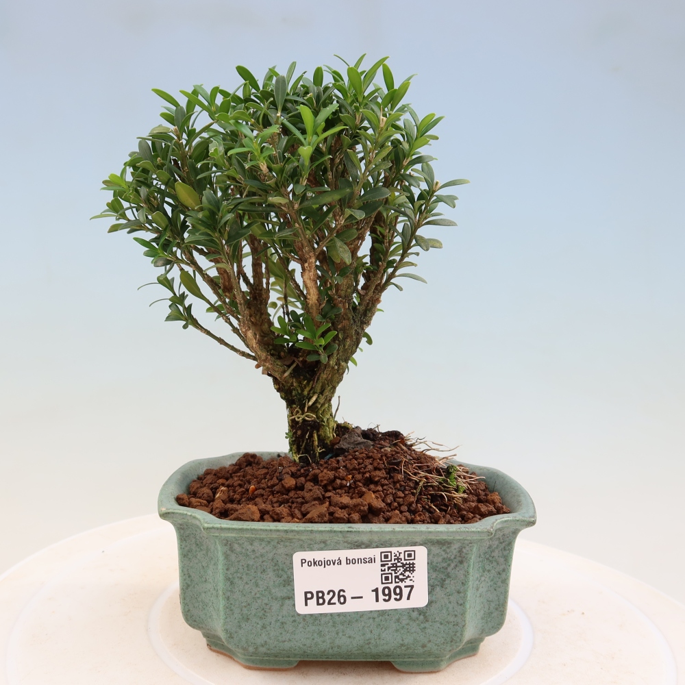 Szobai bonsai - Buxus harlandii - parafa buxus