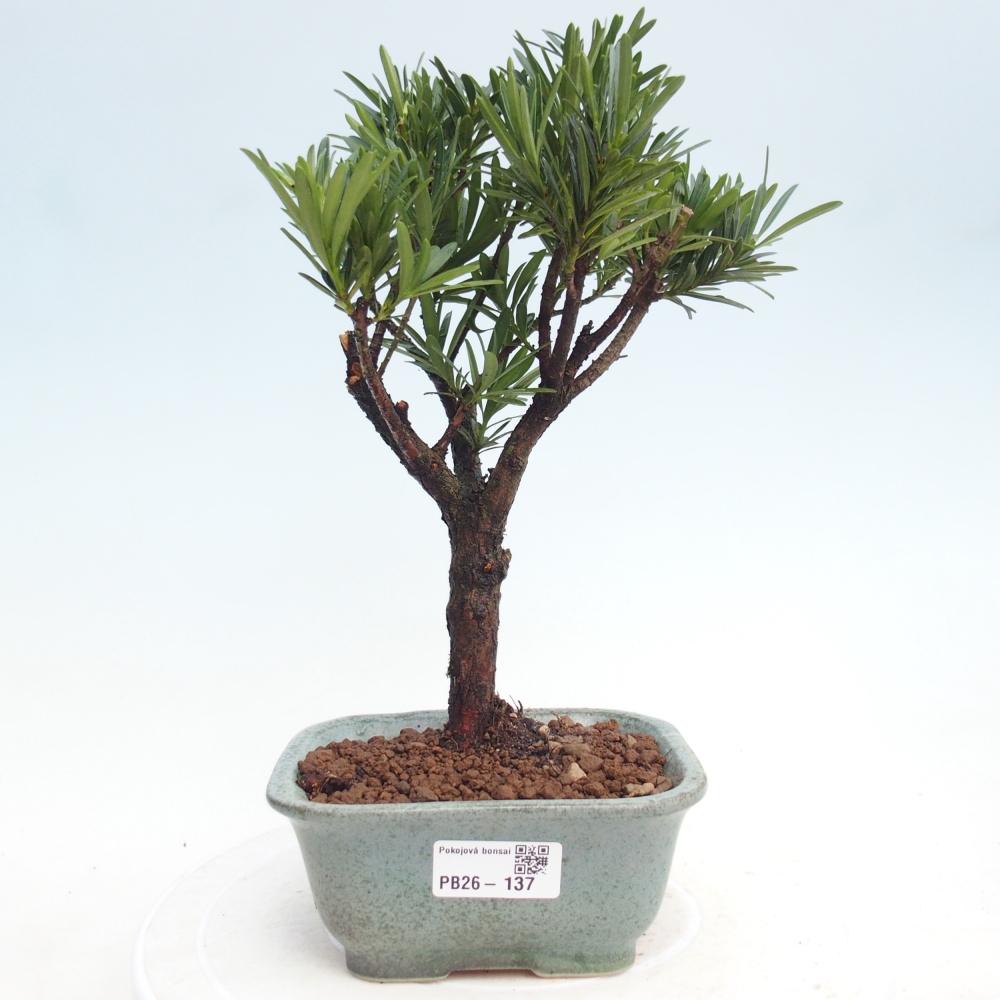 Szobai bonsai - Podocarpus - Kőtiszafa