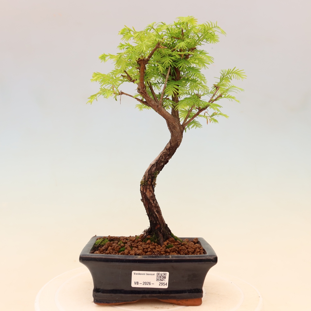 Kültéri bonsai - Metasequoia glyptostroboides - Kínai metasequoia