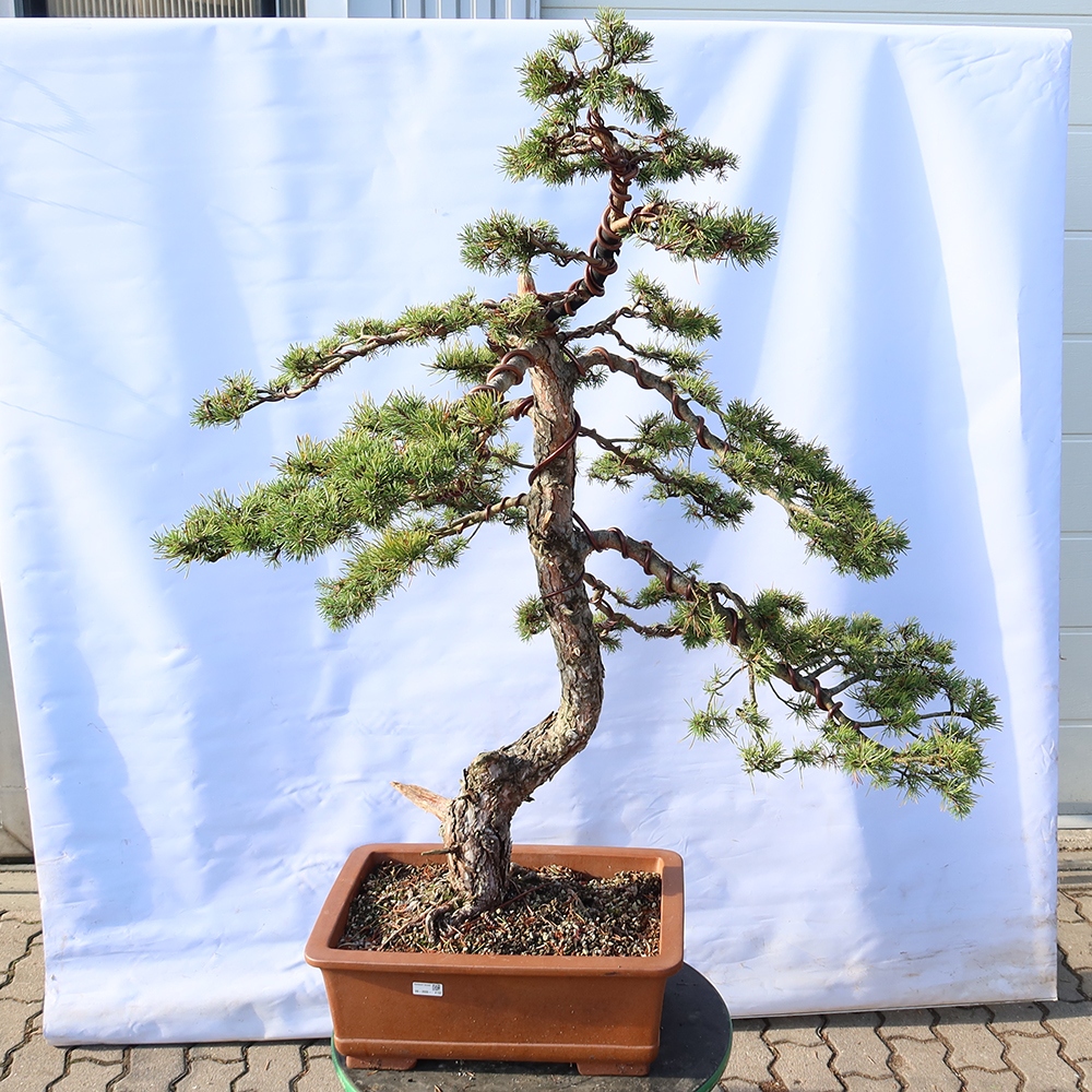 Pinus sylvestris Spanyolország – erdei fenyő