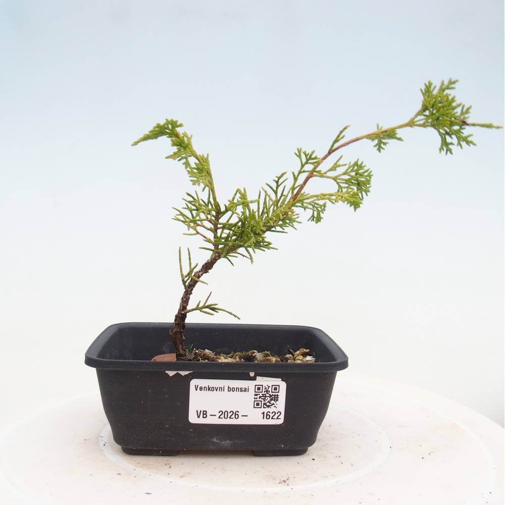 Kültéri bonsai - Juniperus chinensis Itoigawa