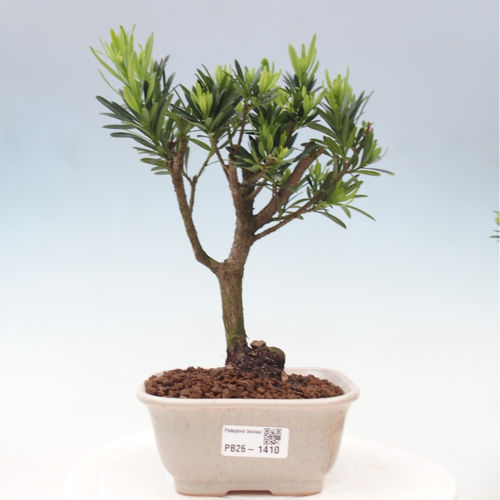 Szobai bonsai - Podocarpus - Kőtiszafa