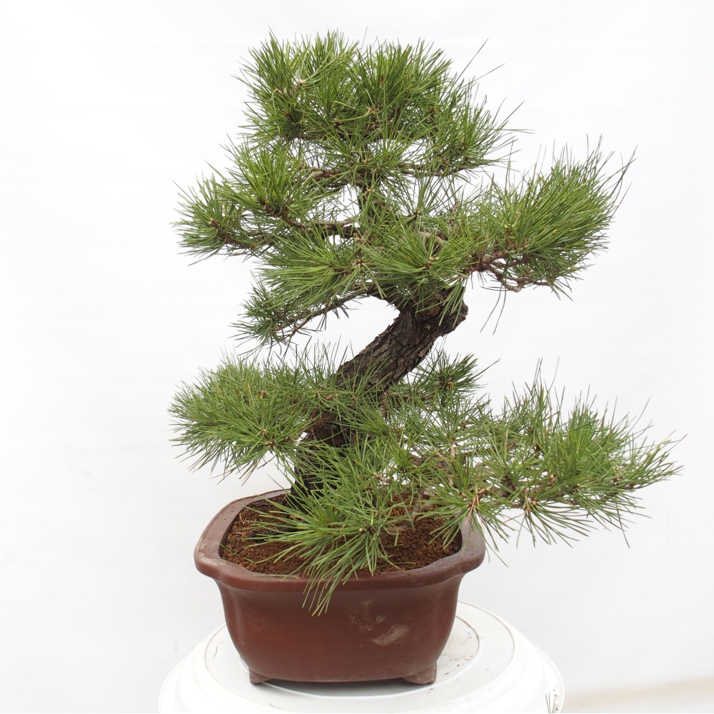 Kültéri bonsai - Pinus thunbergii - Thunberg fenyő