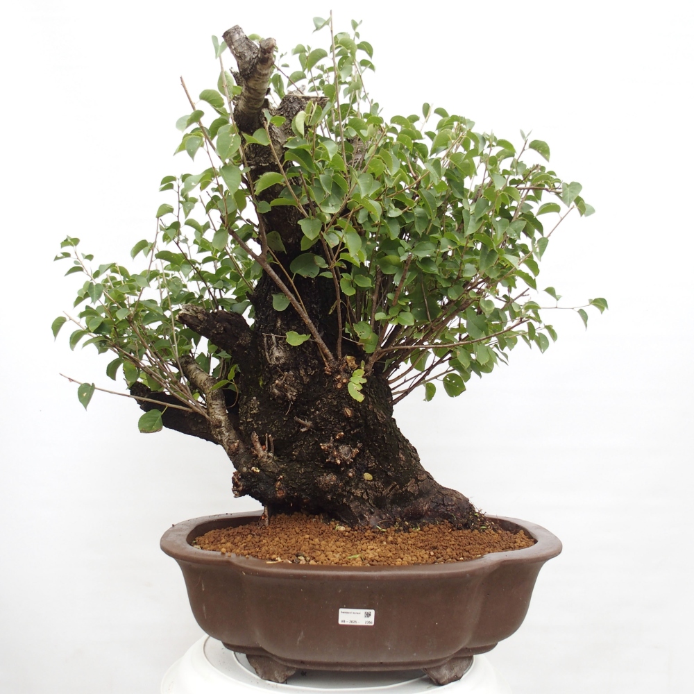 Kültéri bonsai - Mahalebka - Prunus mahaleb - Prunus mahaleb