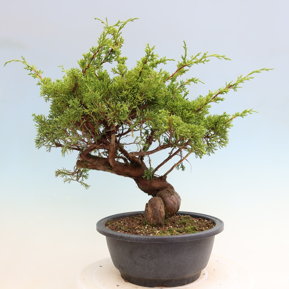 Kültéri bonsai - Juniperus chinensis Itoigawa-Juniperus chinensis