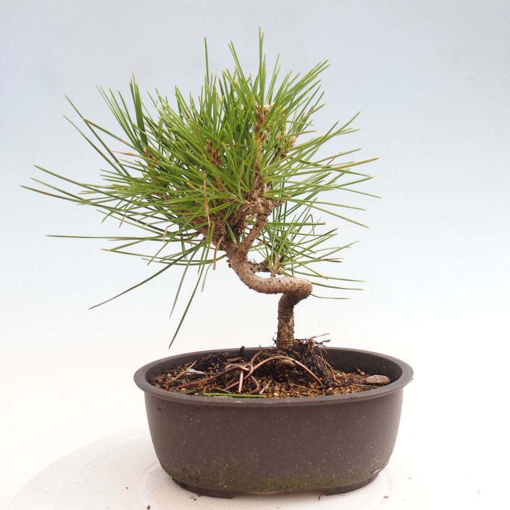 Kültéri bonsai - Pinus thunbergii - Thunberg fenyő