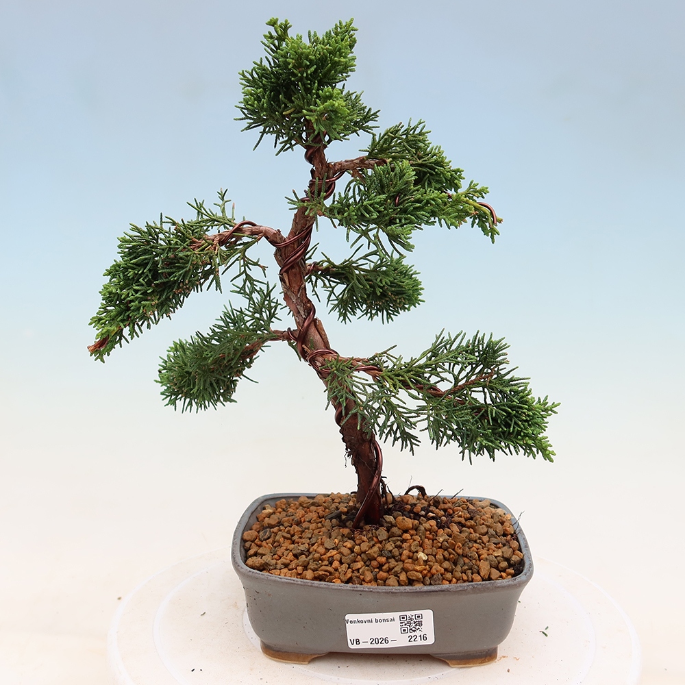 Kültéri bonsai - Juniperus chinensis Kishu