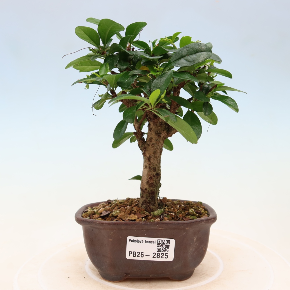 Szobai bonsai - Carmona macrophylla - Tea fuki