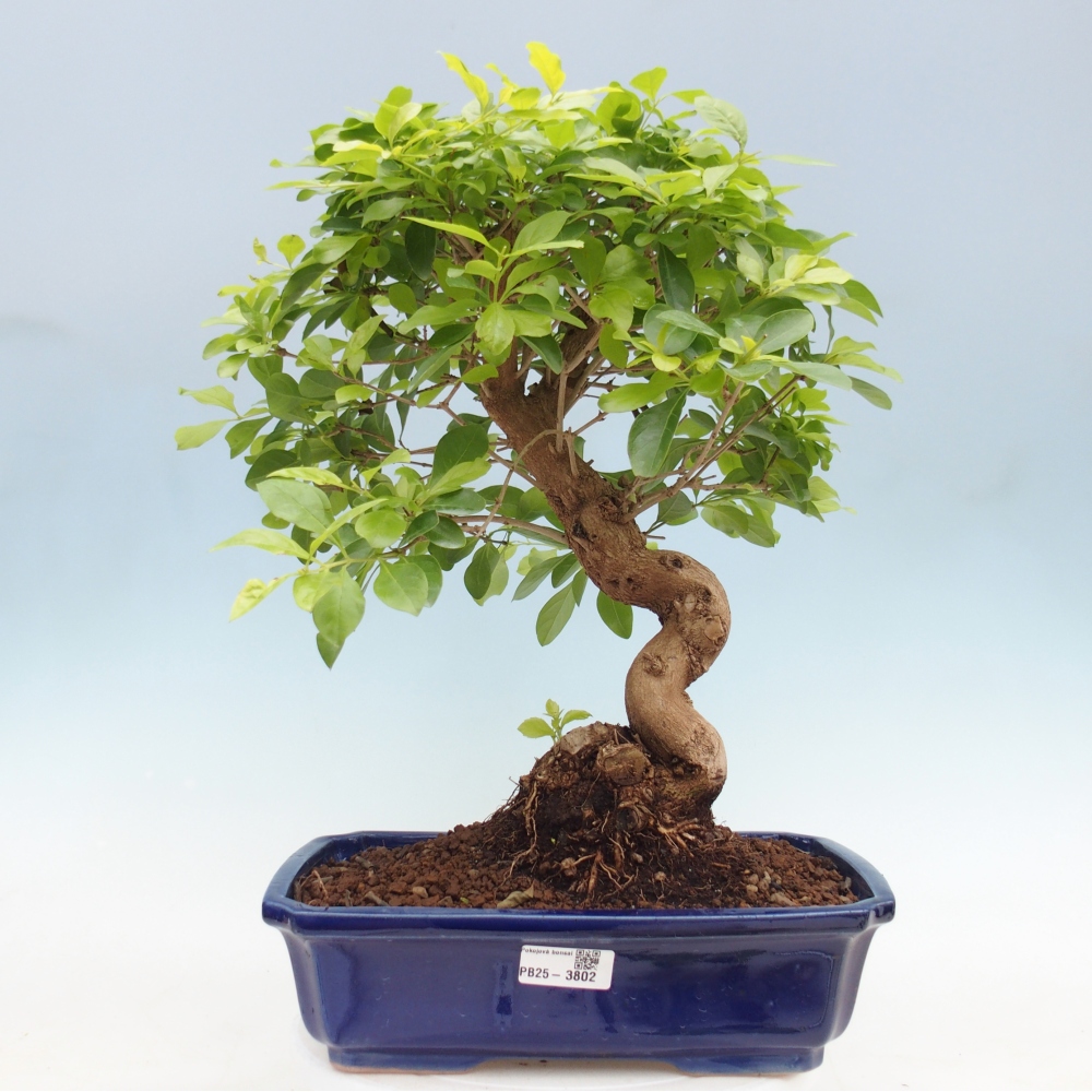 Szobai bonsai - Duranta erecta Aurea