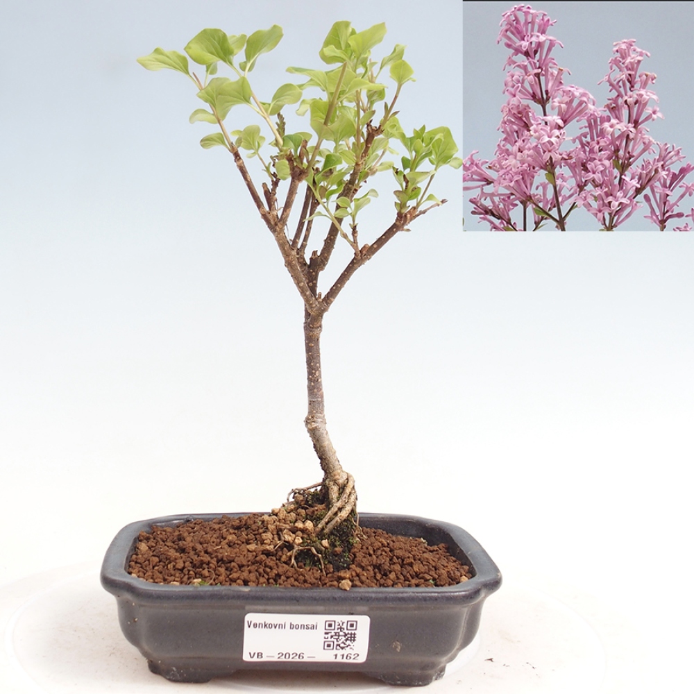 Kültéri bonsai - Syringa Meyeri Palibin - Meyer's Lilac