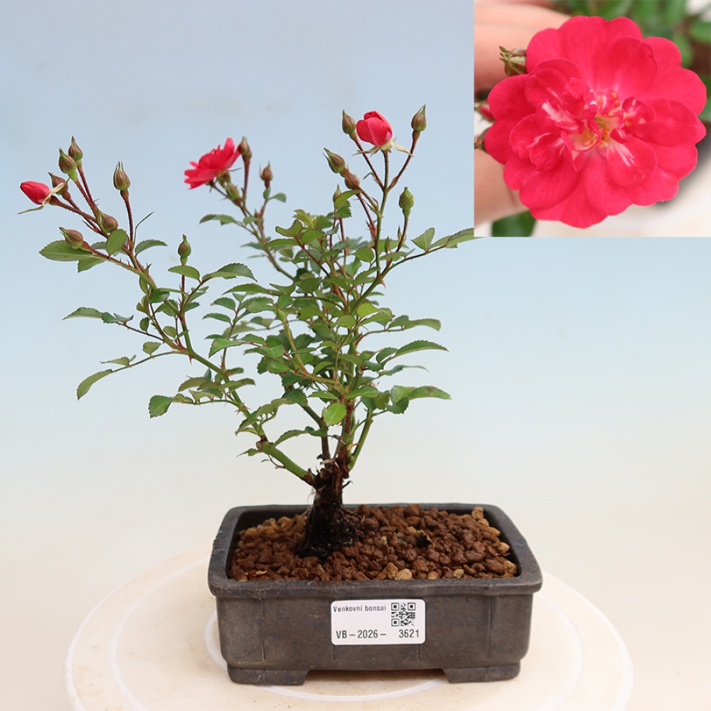 Kültéri bonsai - Rosa Kordes - rózsa