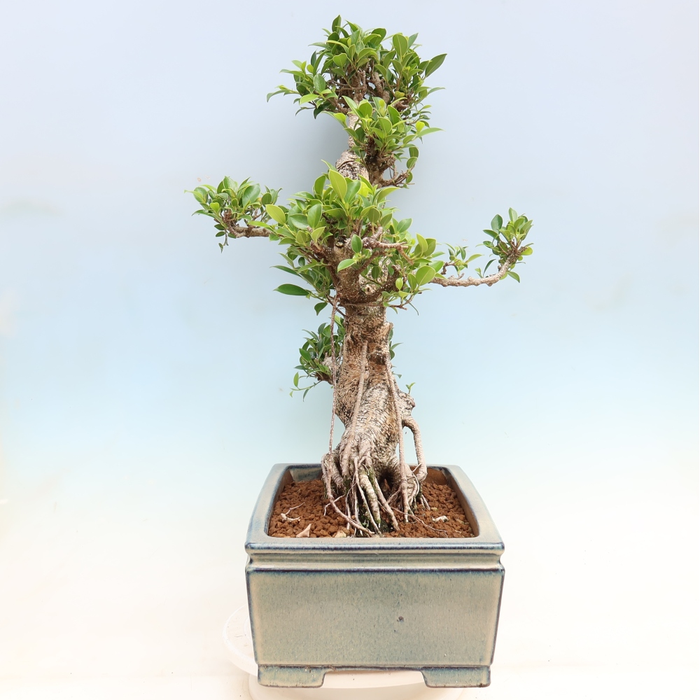 Szobai bonsai - Ficus kimmen - kislevelű fikusz