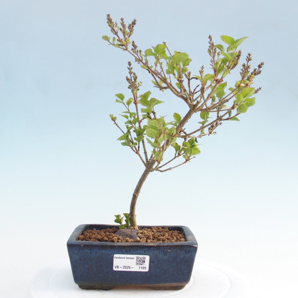 Kültéri bonsai - Syringa Meyeri Palibin - Meyer's Lilac