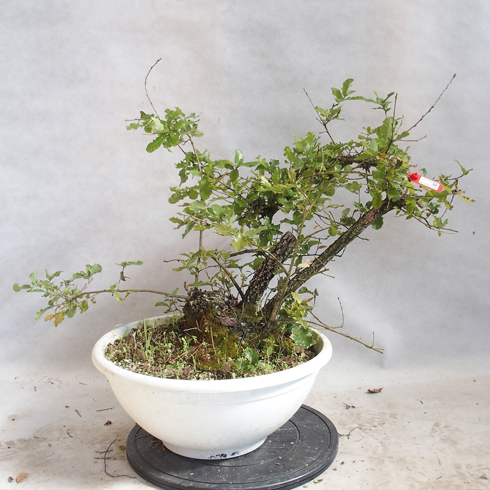 Kültéri bonsai Quercus Cerris - Tölgy Cer