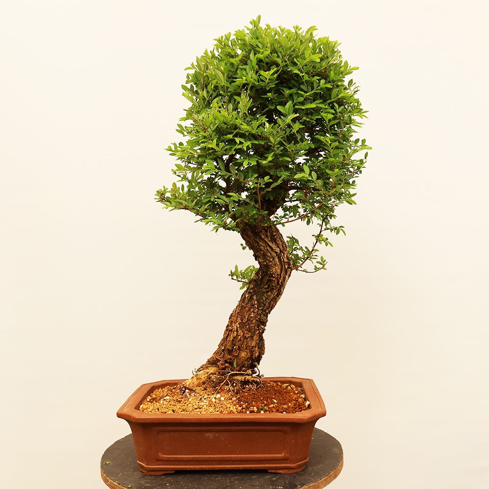 Kültéri bonsai - Zelkova - Zelkova NIRE