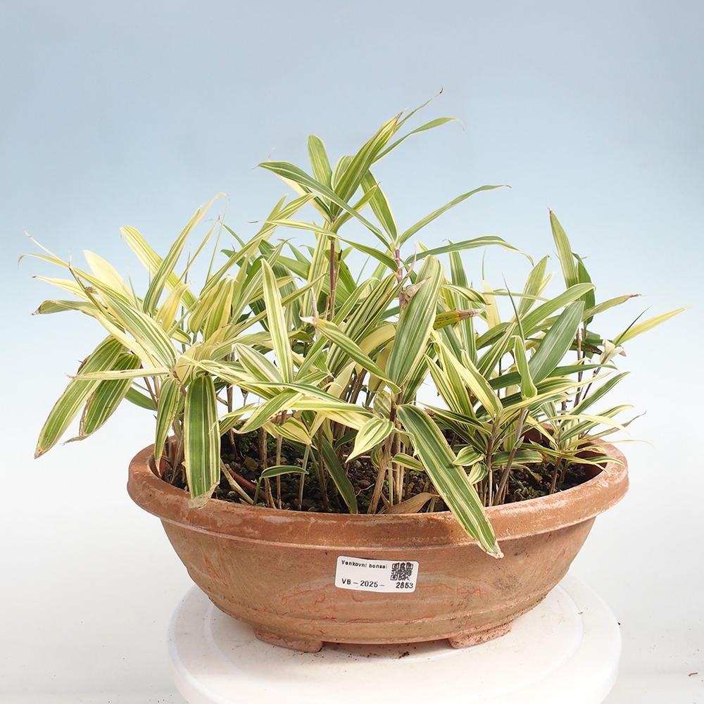 Kültéri bonsai - Sasaella masamuneana Albostriata - Bambusz