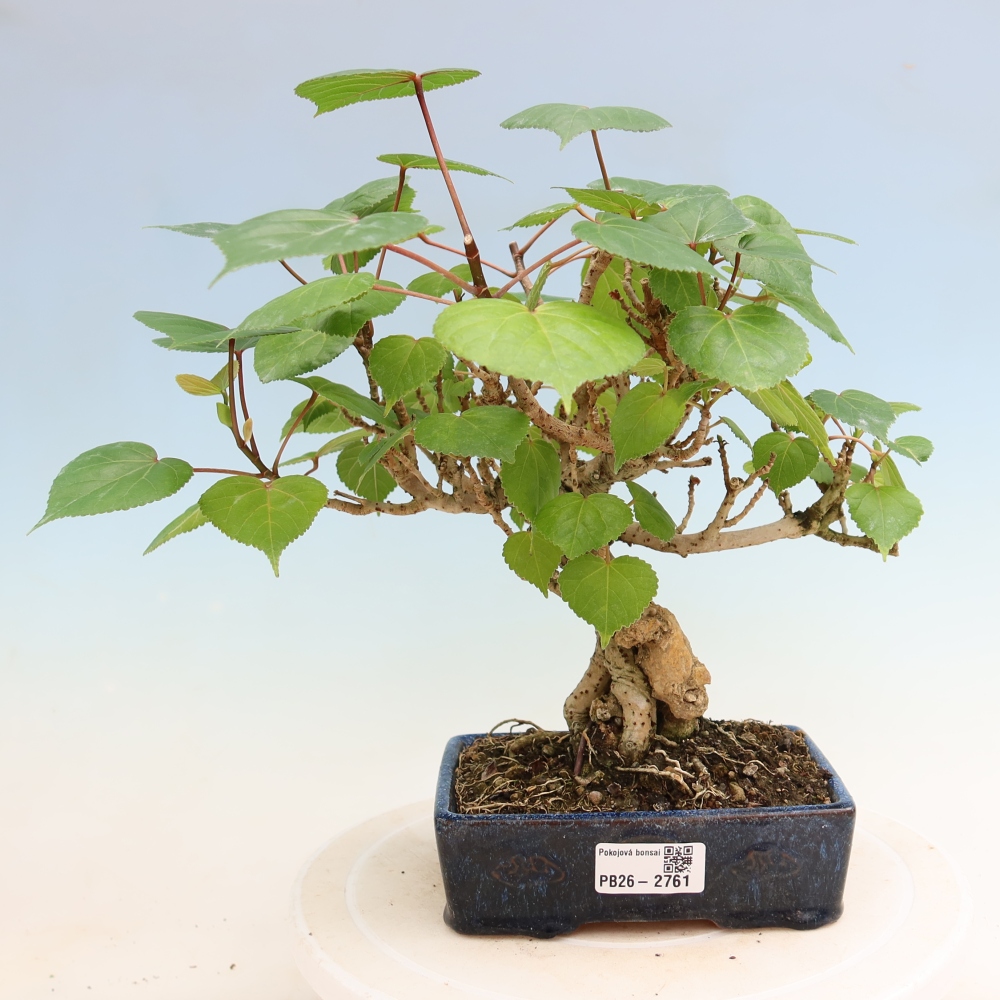 Beltéri bonsai - Hibiscus tiliaceus - tengeri hibiszkusz