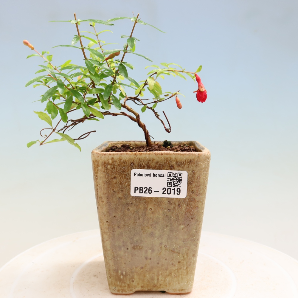 Szobai bonsai-PUNICA granatum nana-gránátalma