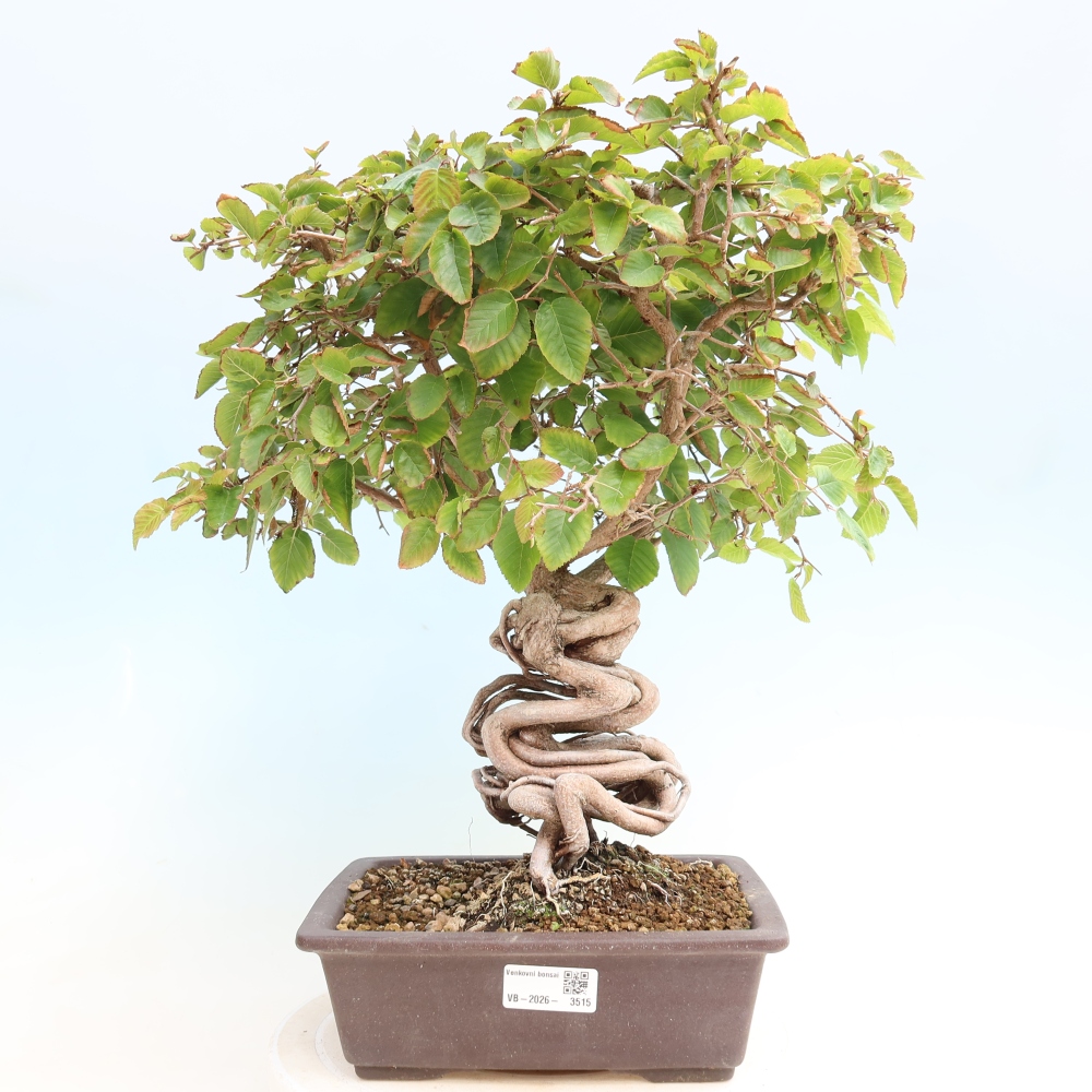 Kültéri bonsai -Carpinus CARPINOIDES - Koreai gyertyánfa