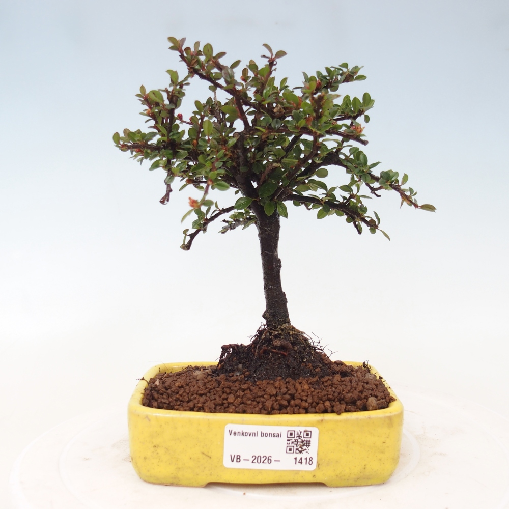 Kültéri bonsai - Cotoneaster horizontalis - Rocky Mountain