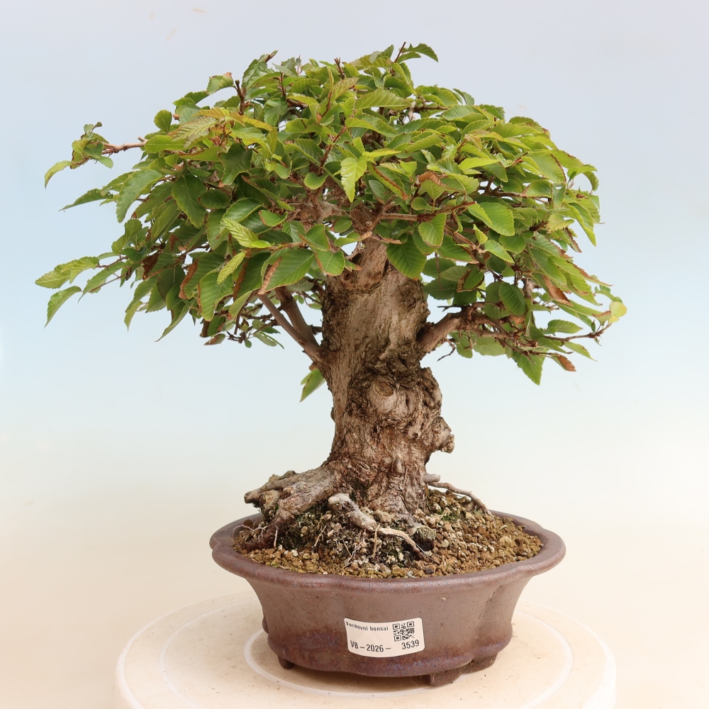 Kültéri bonsai -Carpinus CARPINOIDES - Koreai gyertyánfa