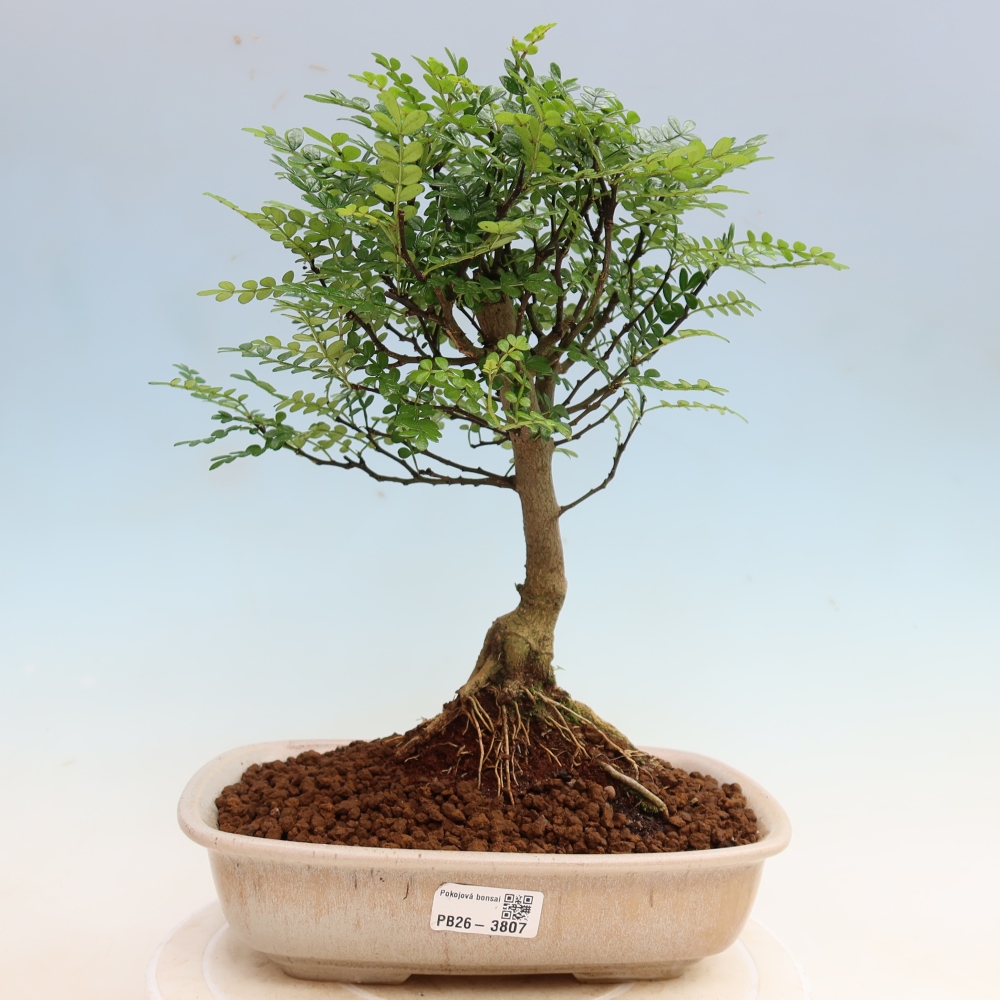 Szobai bonsai - Zantoxylum piperitum - borsfa