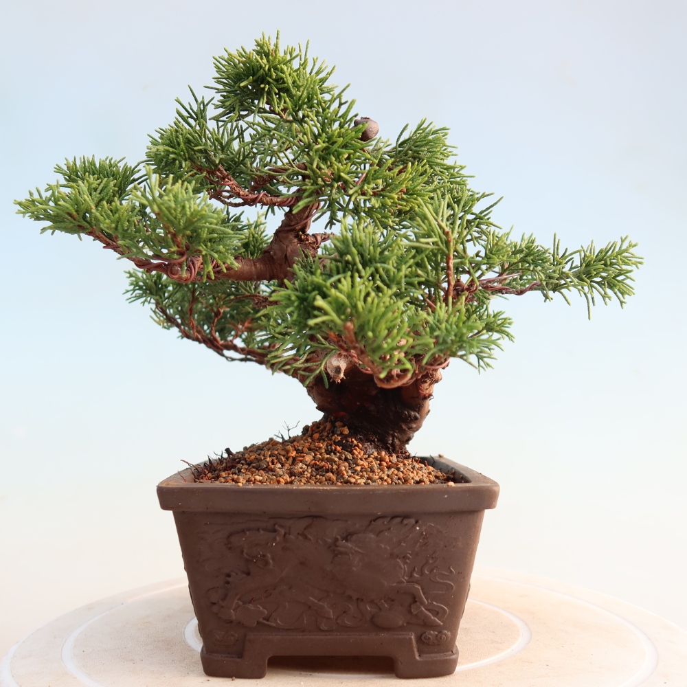 Kültéri bonsai - Juniperus chinensis Itoigawa
