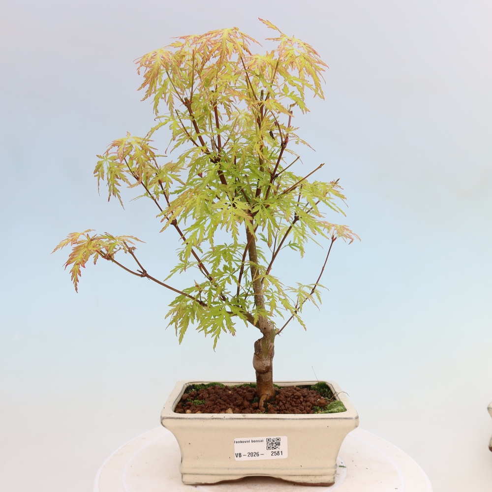 Kültéri bonsai - Acer palmatum Dissectum