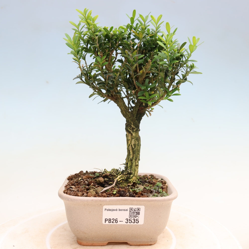 Szobai bonsai - Buxus harlandii - parafa buxus