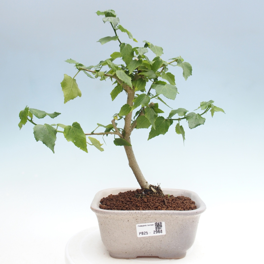 Beltéri bonsai - Malvaviscus arboreus