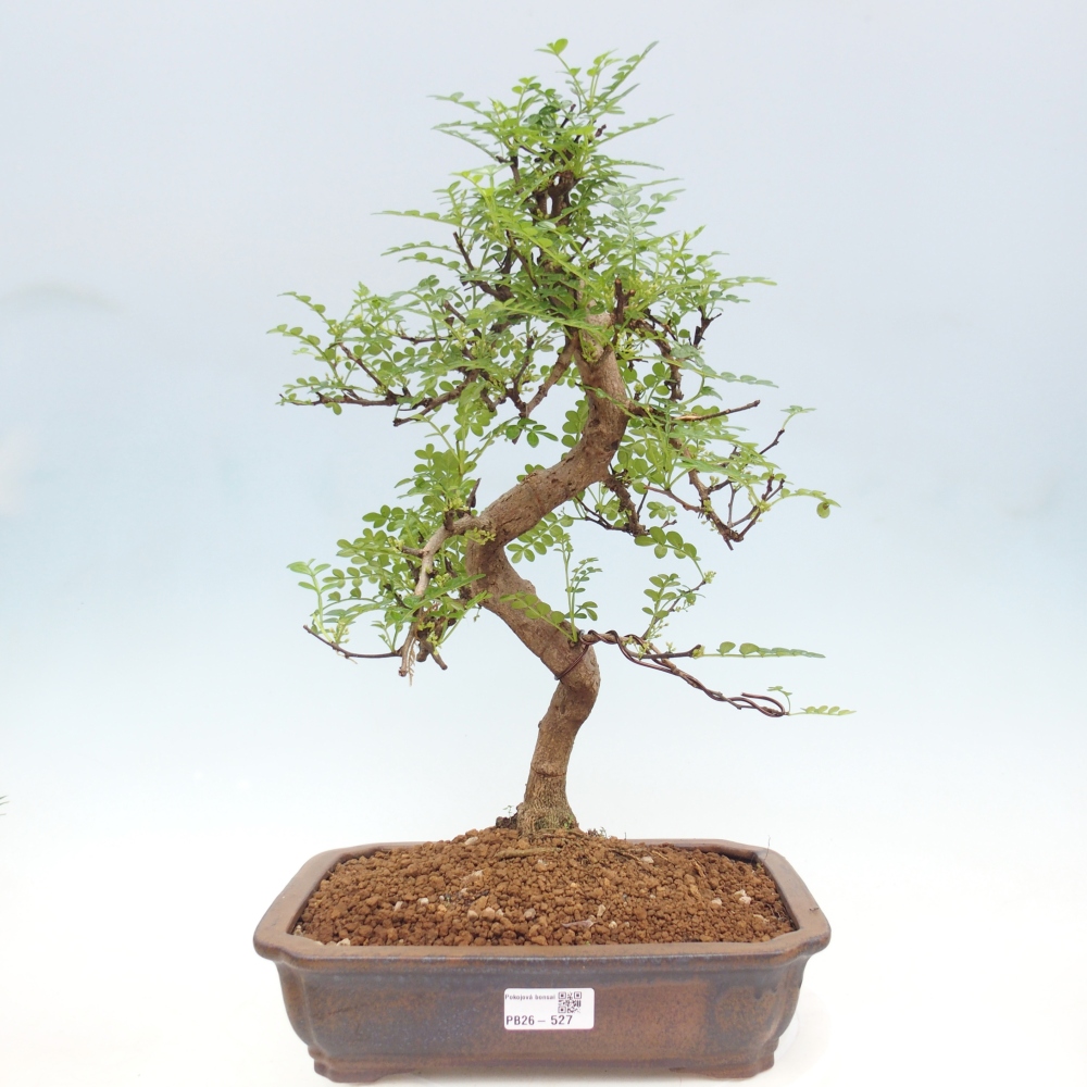 Szobai bonsai - Zantoxylum piperitum - borsfa