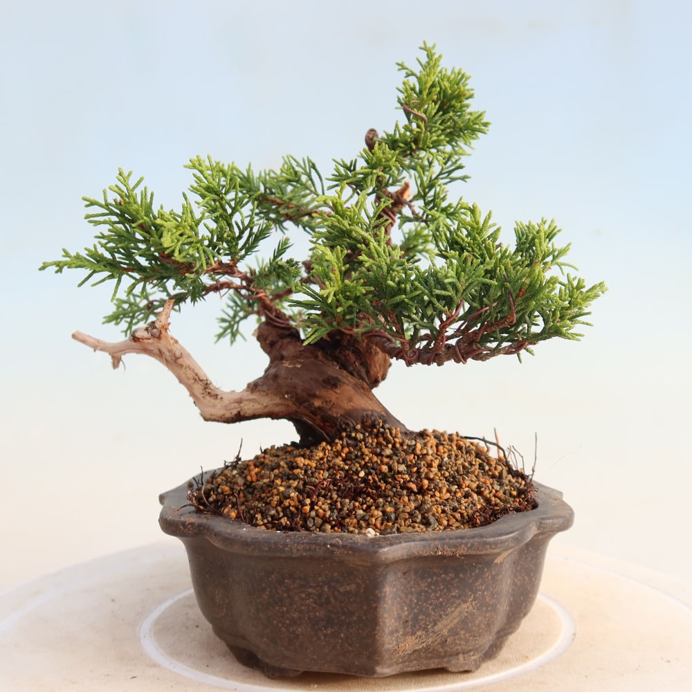 Kültéri bonsai - Juniperus chinensis Itoigawa