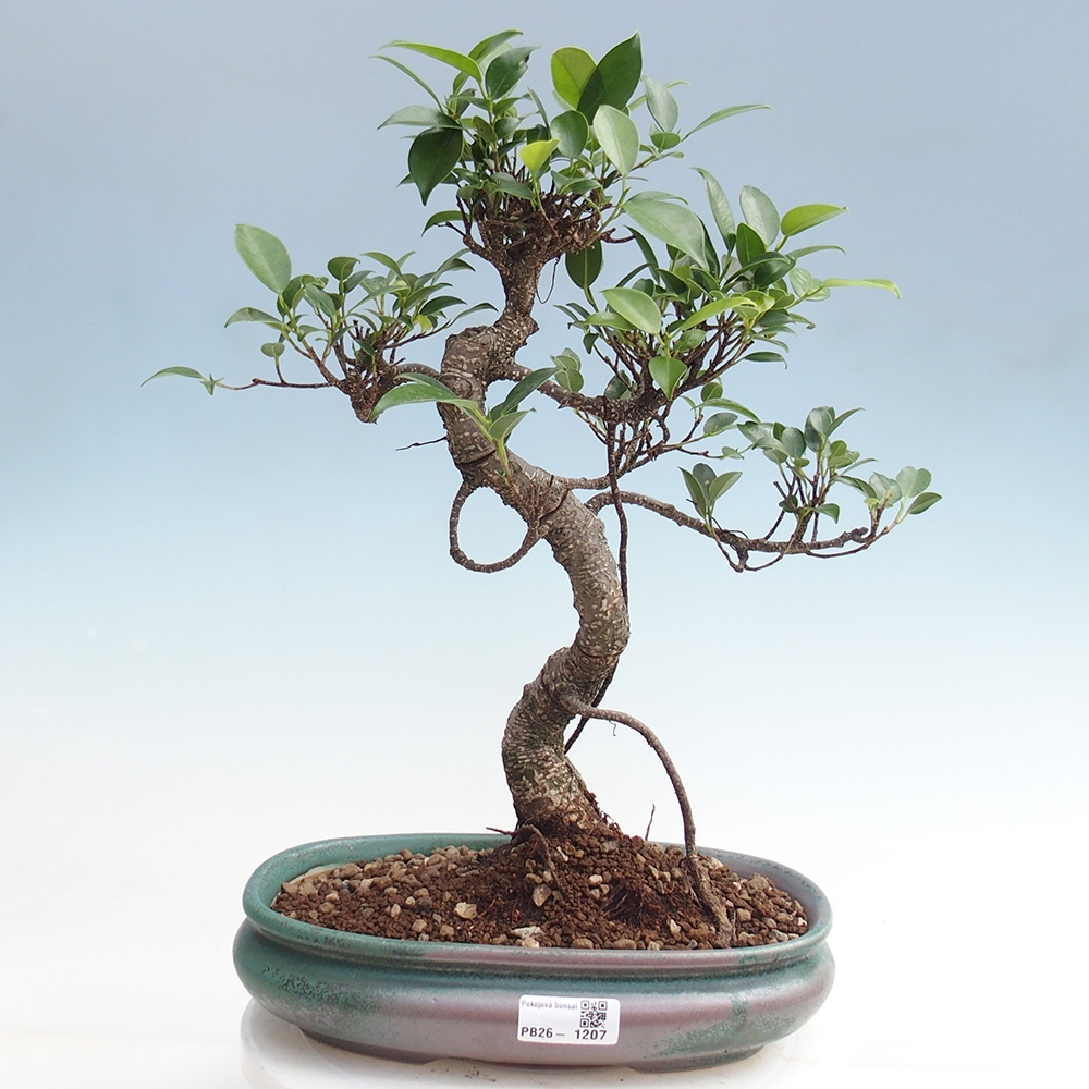 Szobai bonsai - Ficus kimmen - kislevelű fikusz