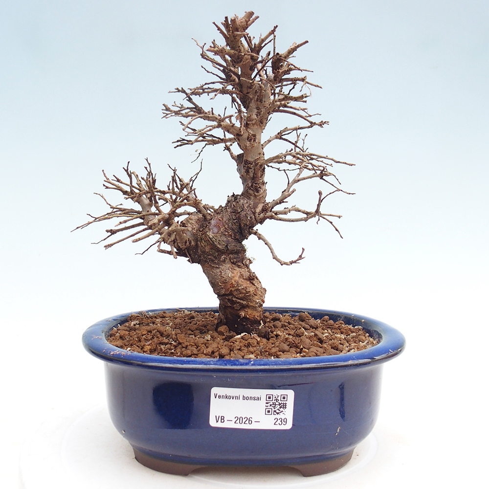 Kültéri bonsai - Zelkova - Zelkova NIRE