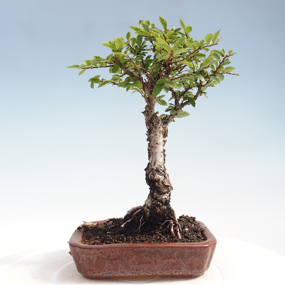 Kültéri bonsai - Zelkova - Zelkova NIRE