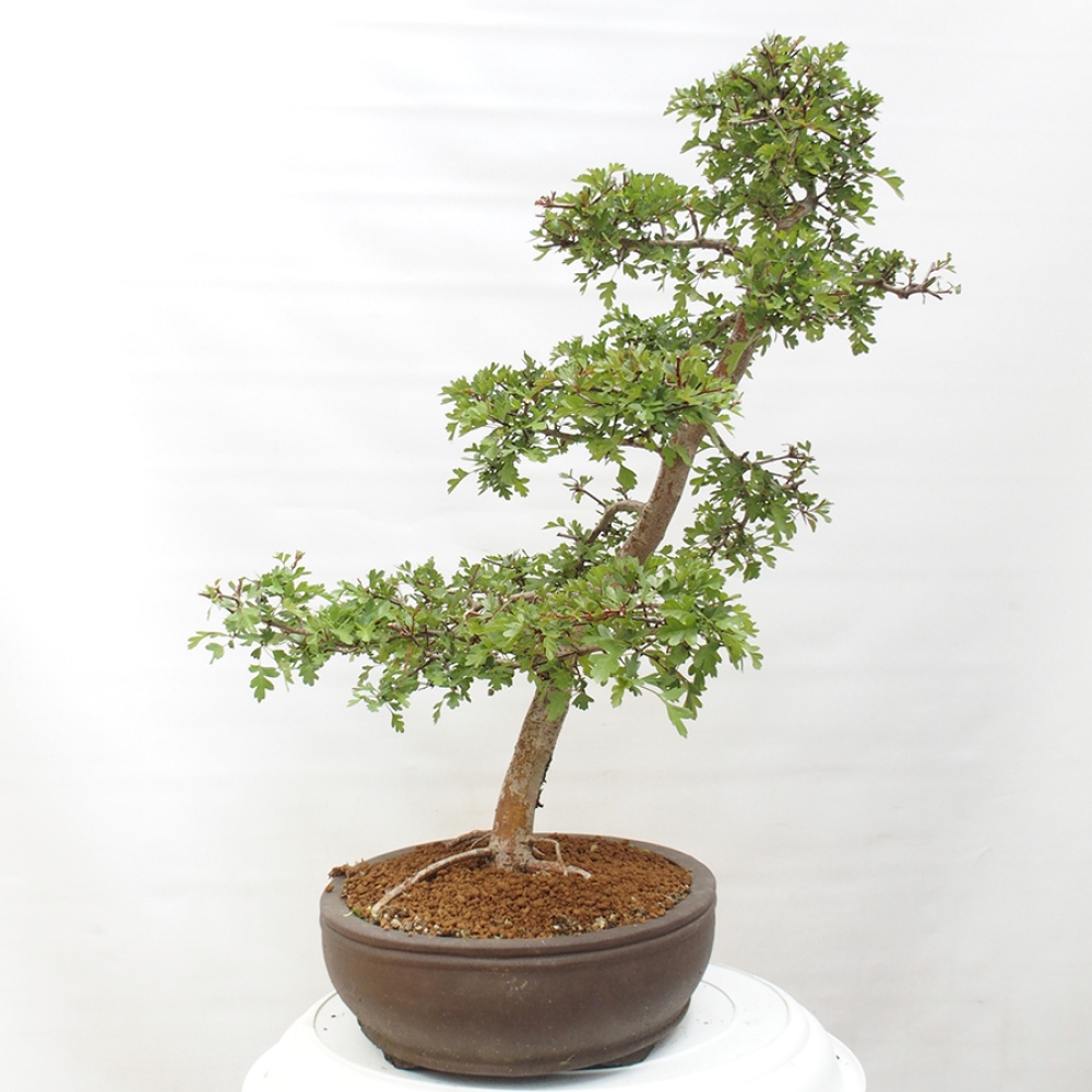 Kültéri bonsai - Galagonya - Crataegus monogyna