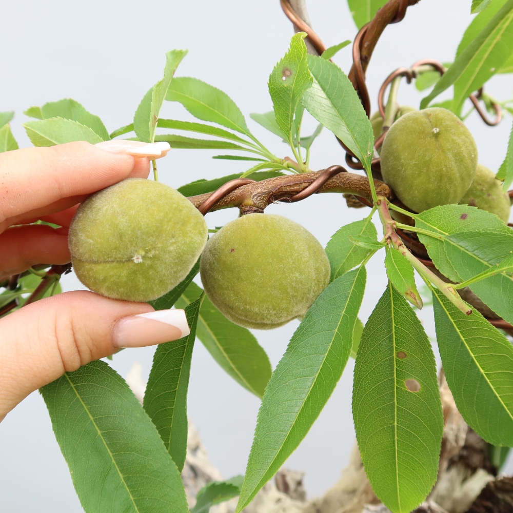 Kültéri bonsai – Prunus dulcis – Közönséges mandulafa