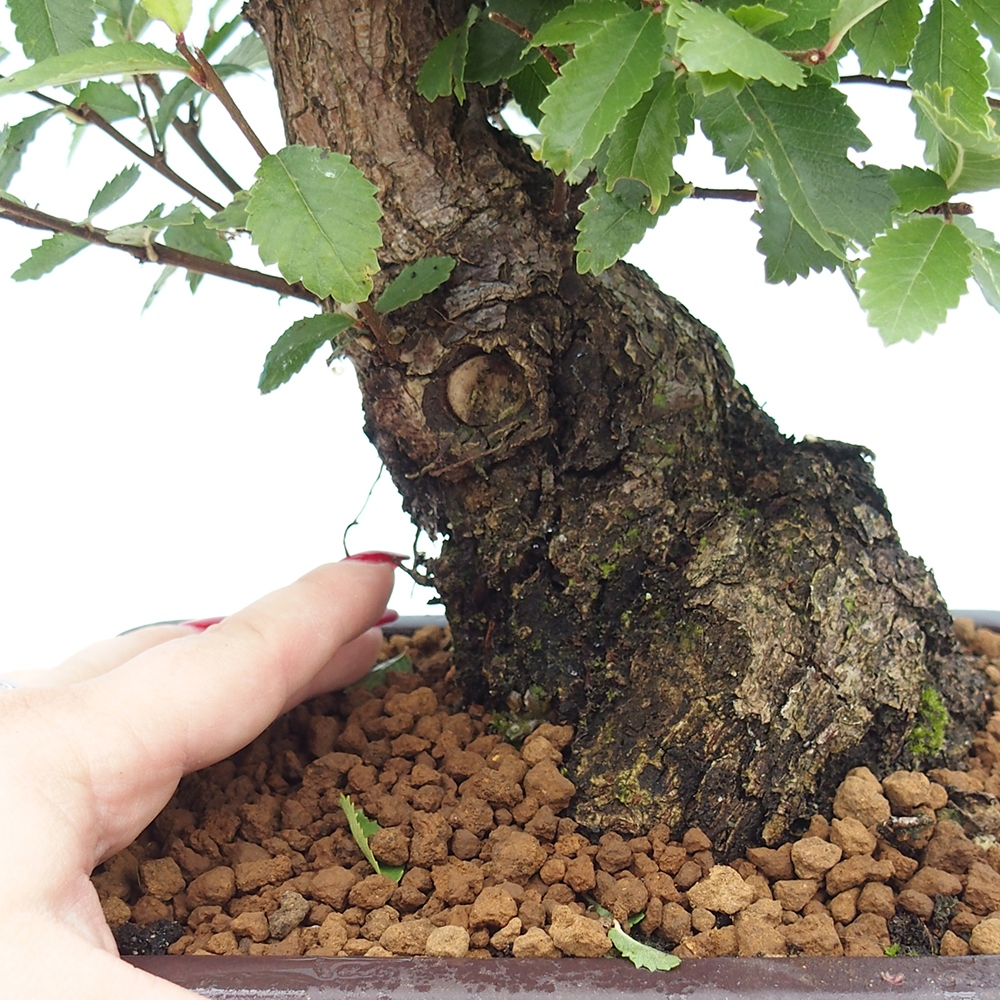 Kültéri bonsai - Zelkova - Zelkova NIRE