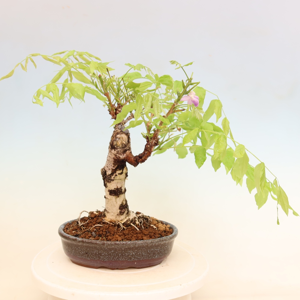 Kültéri bonsai - Wisteria floribunda