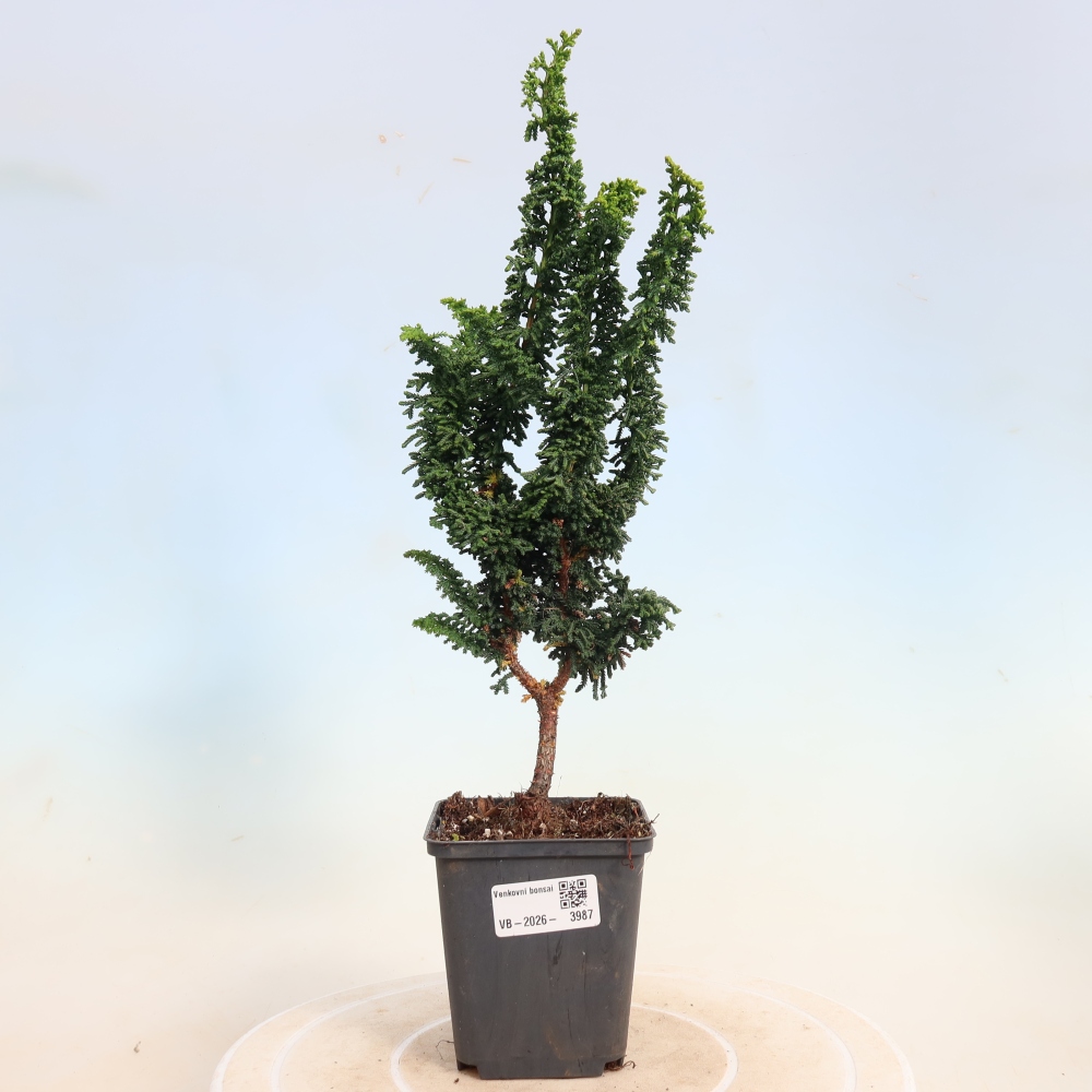 Kültéri bonsai - Cham. obtusa SEKKA HINOKI - Cifra ciprus
