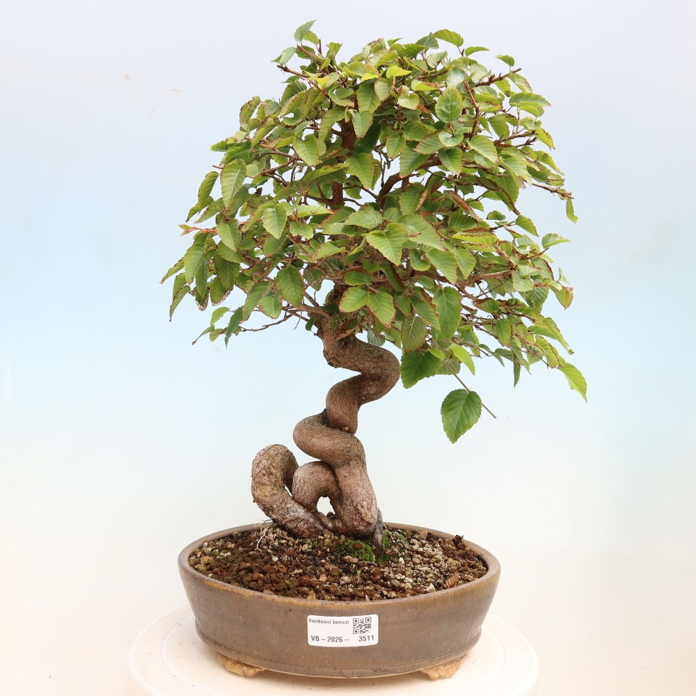 Kültéri bonsai -Carpinus CARPINOIDES - Koreai gyertyánfa