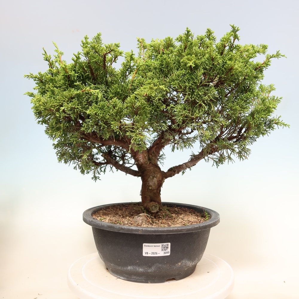 Kültéri bonsai - Juniperus chinensis Itoigawa-Juniperus chinensis
