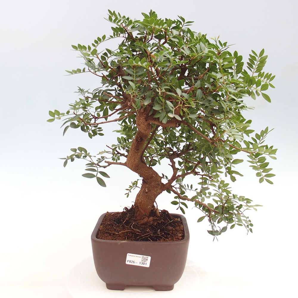 Szoba bonsai - Pisztácia