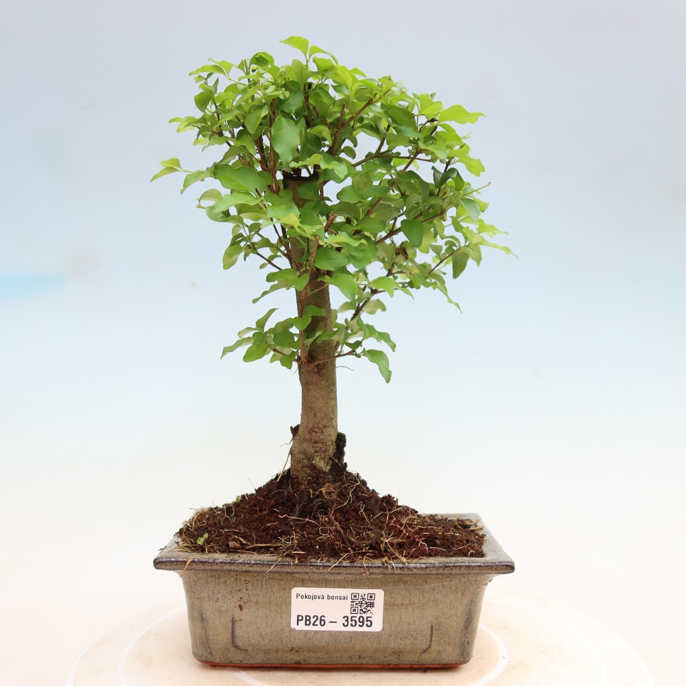 Szobai bonsai -Ligustrum chinensis - Madárcsőr