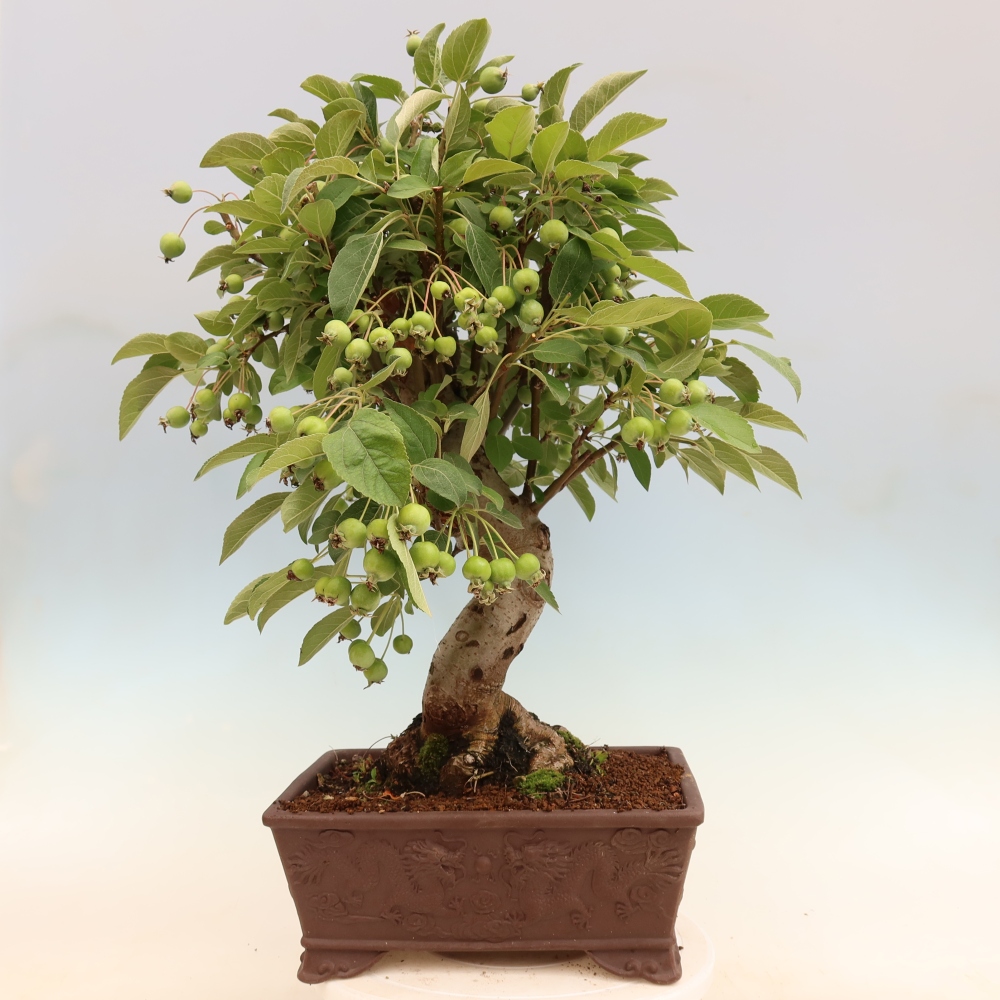 Kültéri bonsai -Malus halliana - Kis gyümölcsű almafa