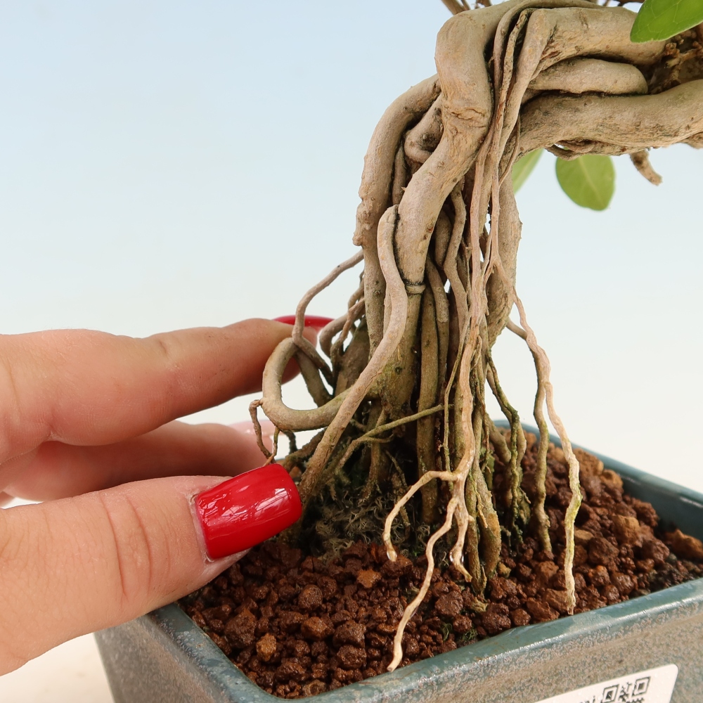 Beltéri bonsai - Premna serratifolia - Kozlovna malolista