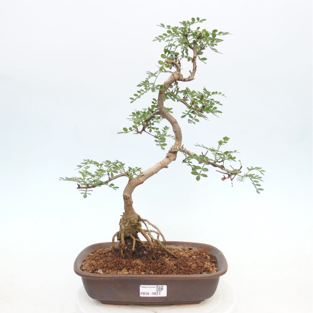 Szobai bonsai - Zantoxylum piperitum - borsfa